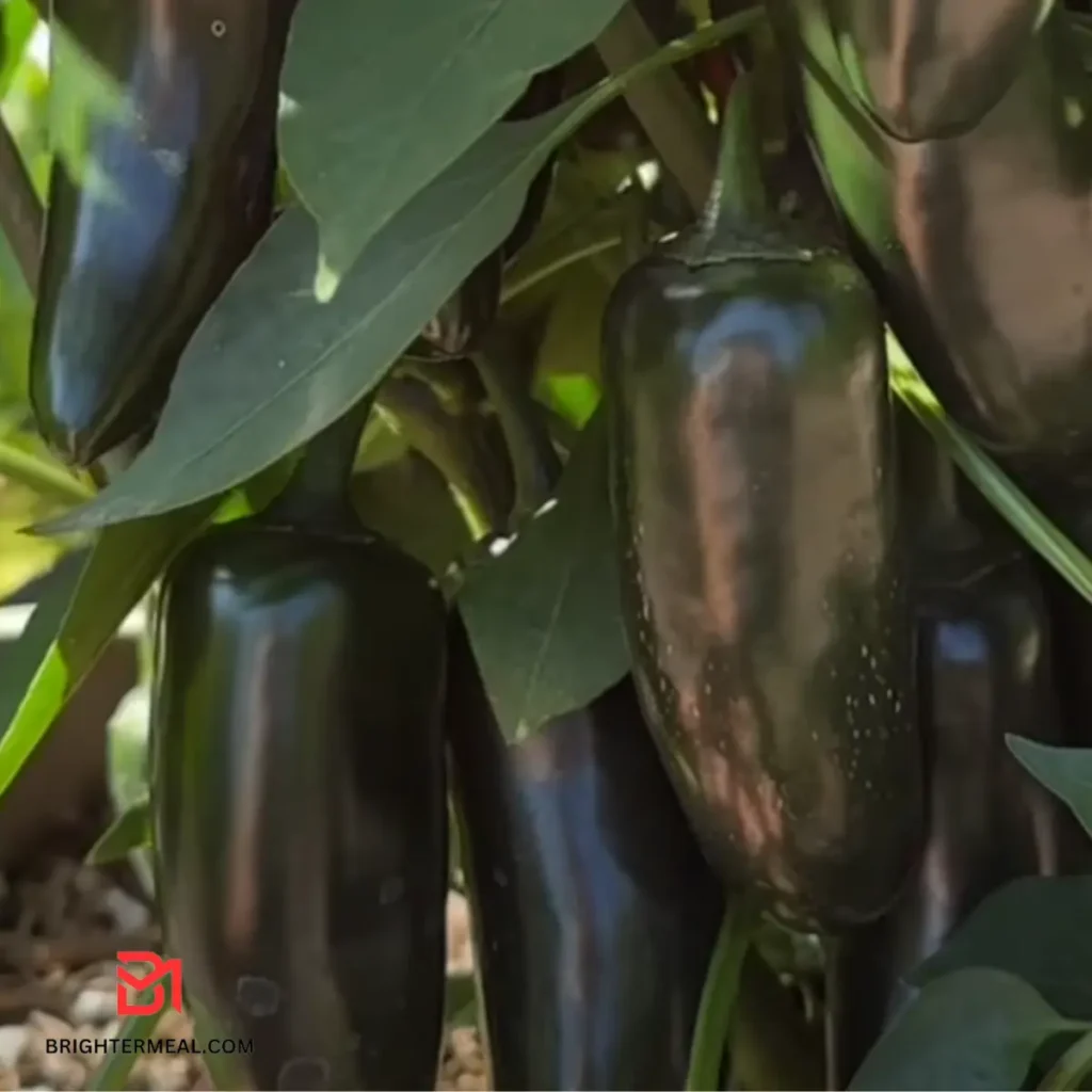Sweet and spicy jalapeño preserves in a rustic kitchen setting